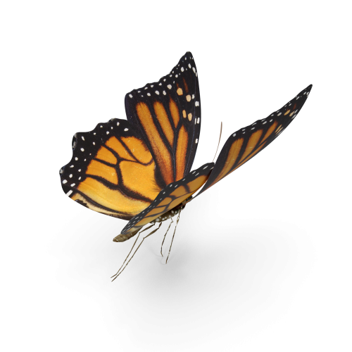 Butterfly Tiger Monarch.F11.2k